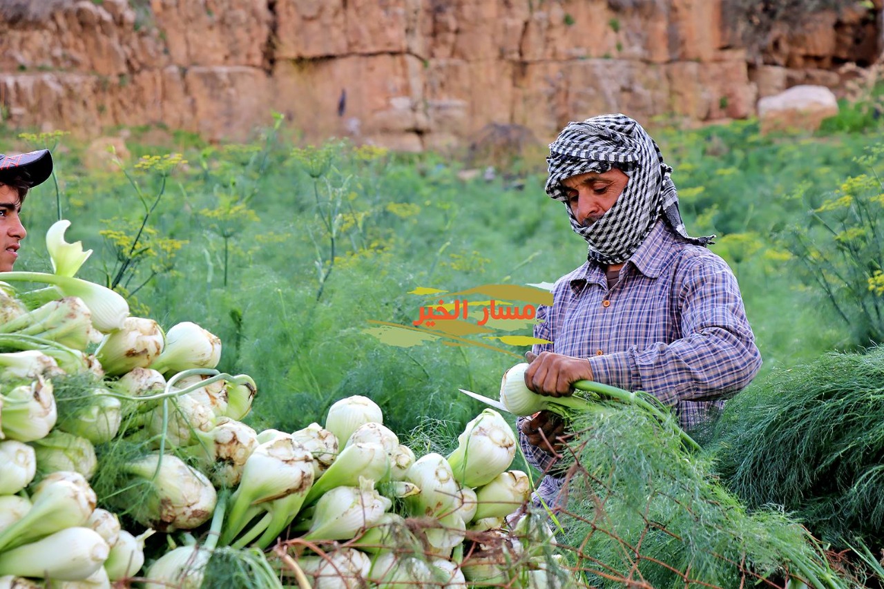 Madar Al-Saa Images 0.2300971605183706