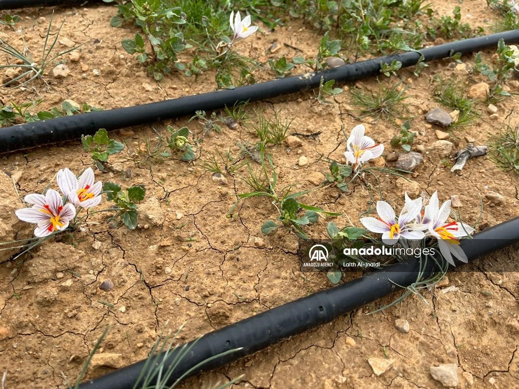 Madar Al-Saa Images 0.19432005408987485