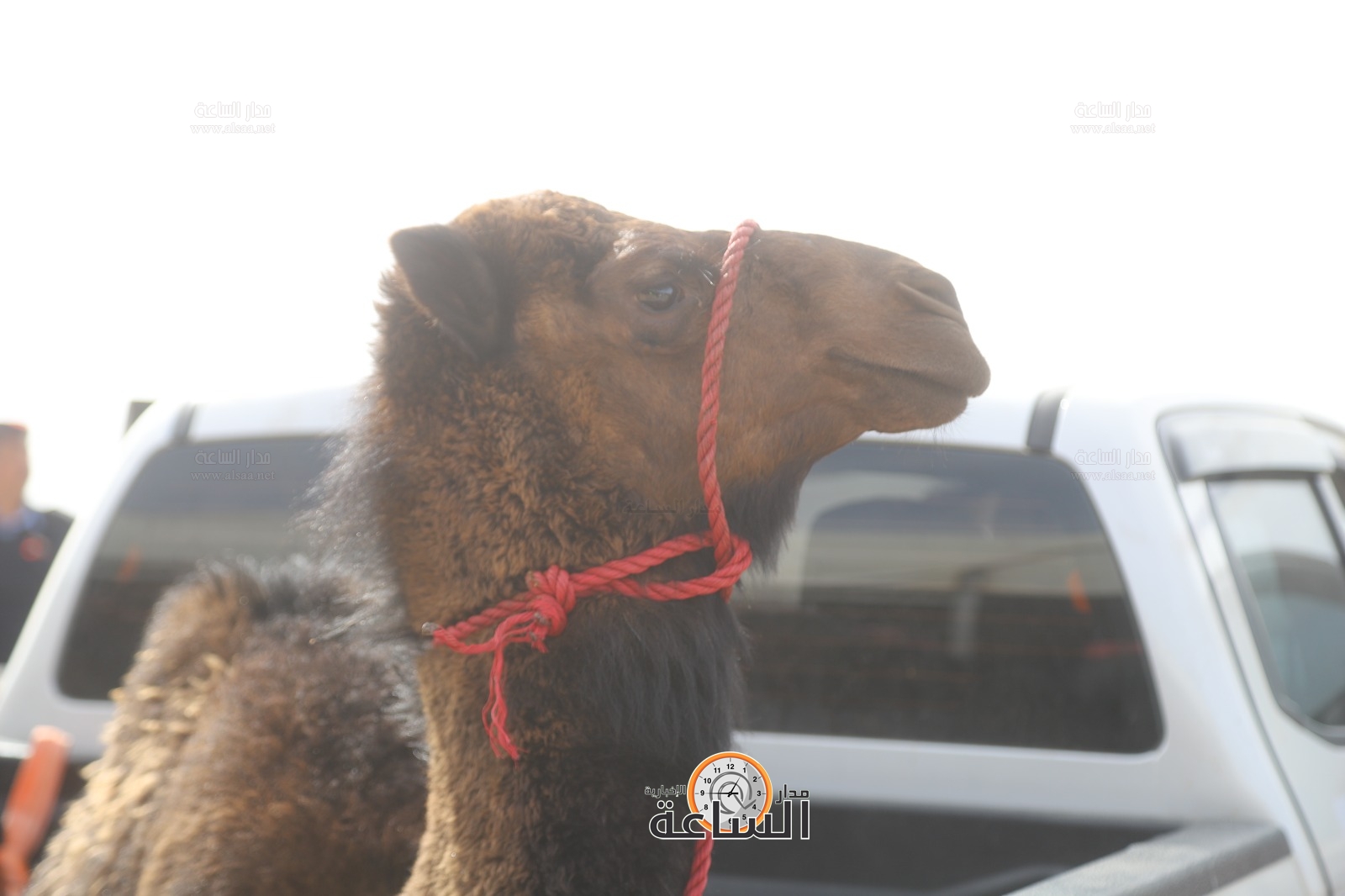 Madar Al-Saa Images 0.23163940418241824