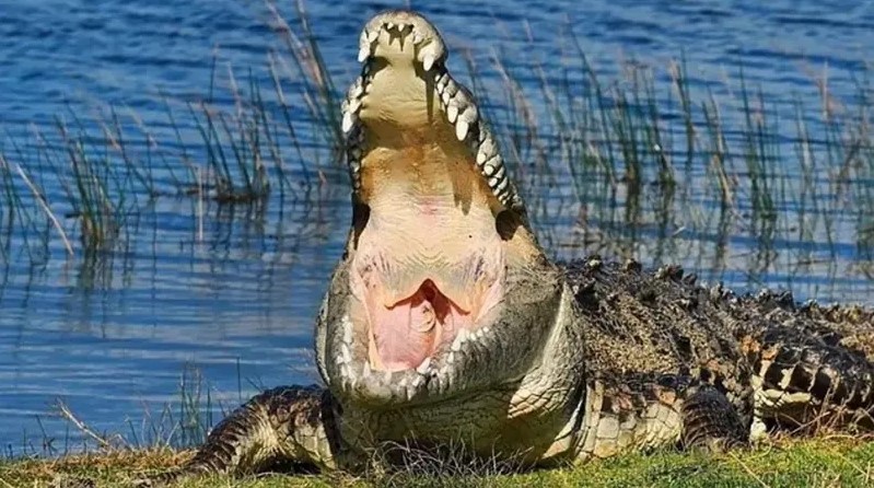 Madar Al-Saa Images 0.5330837272665361