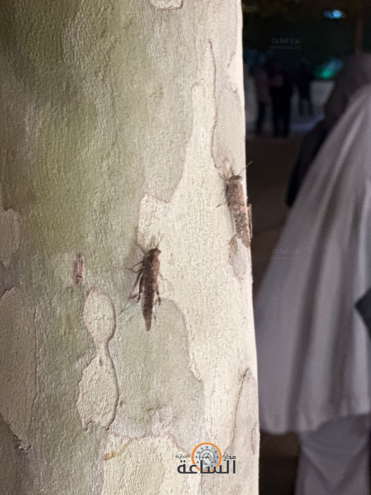 Madar Al-Saa Images 0.27875378417933416