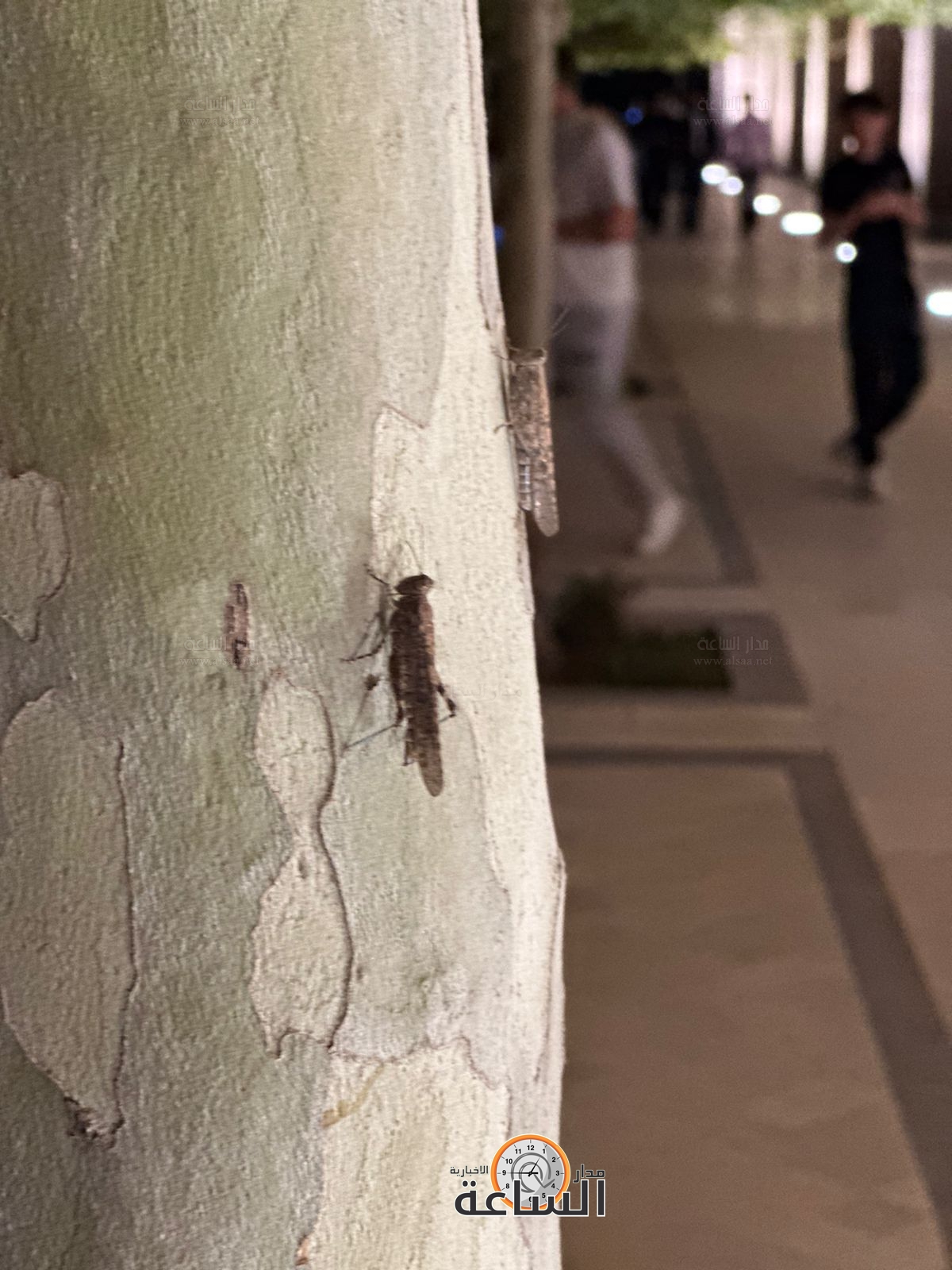 Madar Al-Saa Images 0.6194638820484084