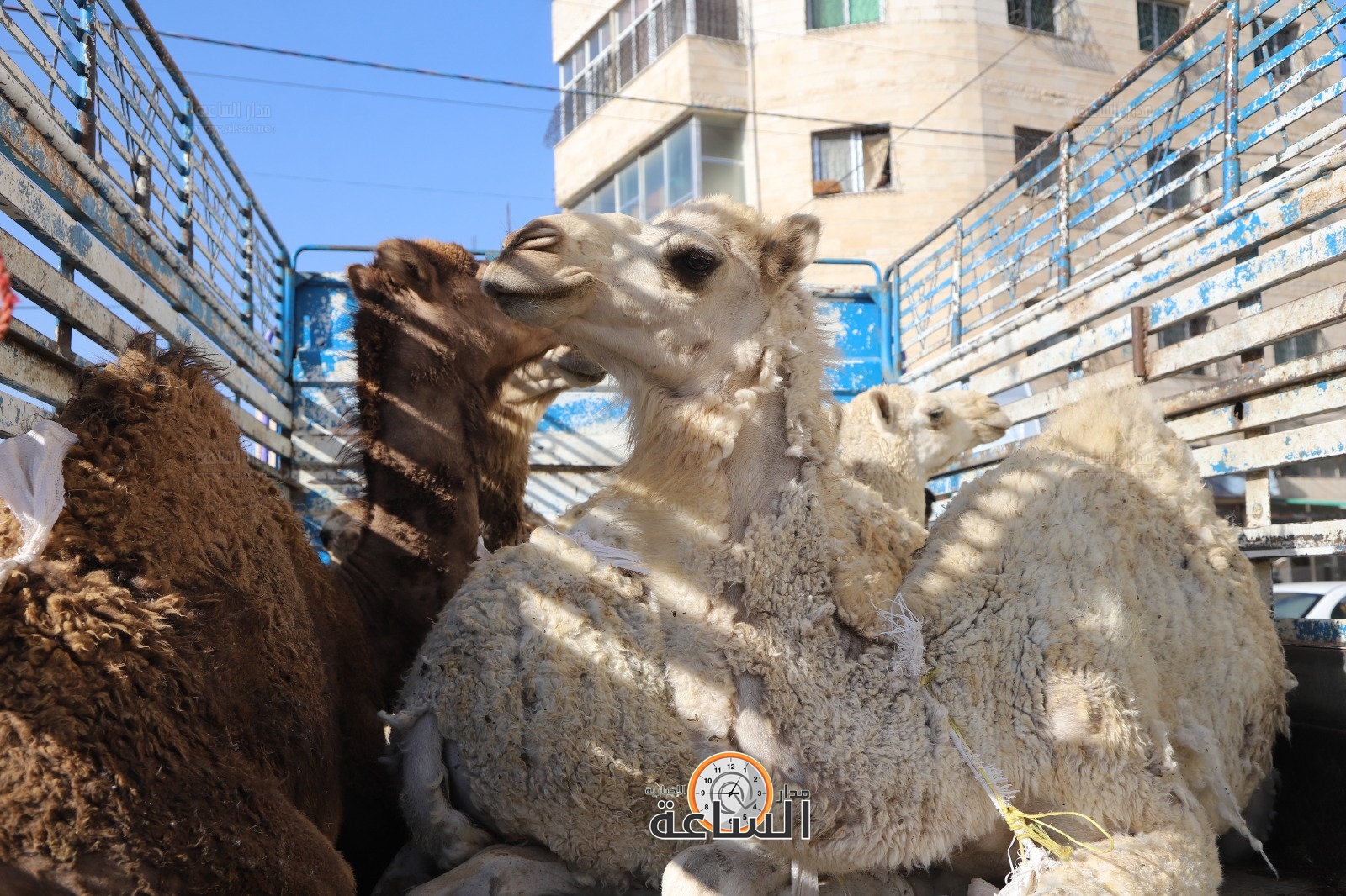 Madar Al-Saa Images 0.4614537863196879