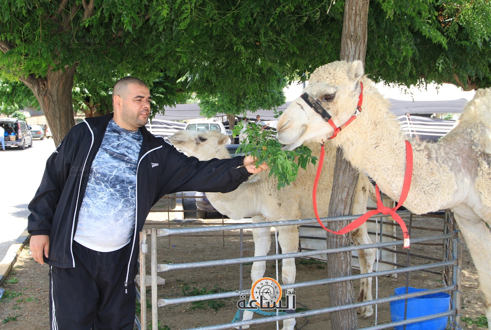 Madar Al-Saa Images 0.6372983187912316