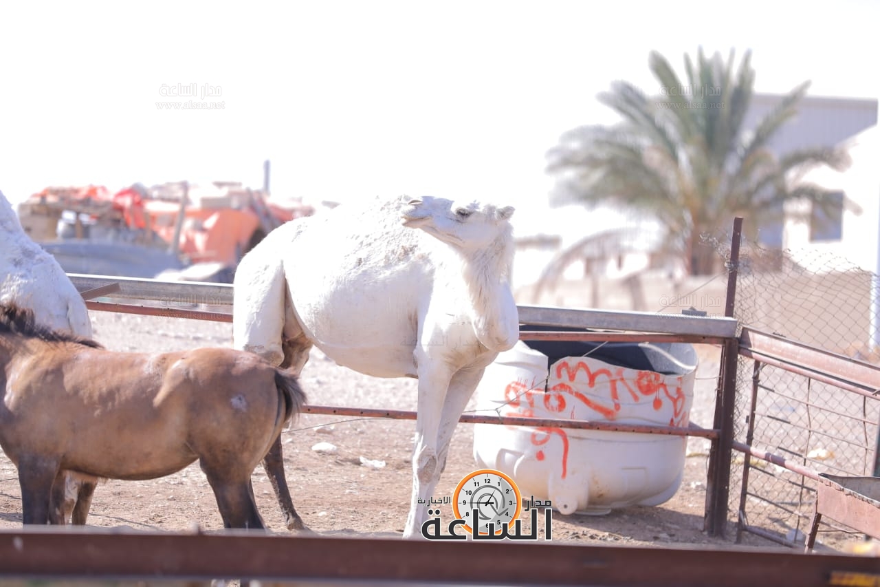 Madar Al-Saa Images 0.9932666306919005