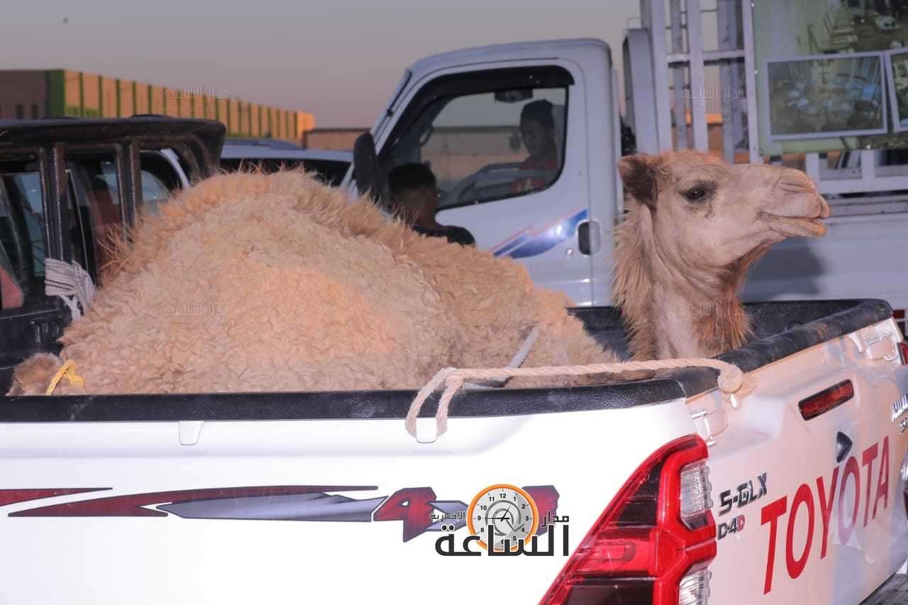 Madar Al-Saa Images 0.7419614230933189