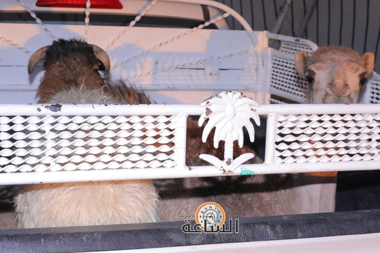 Madar Al-Saa Images 0.338155638031711