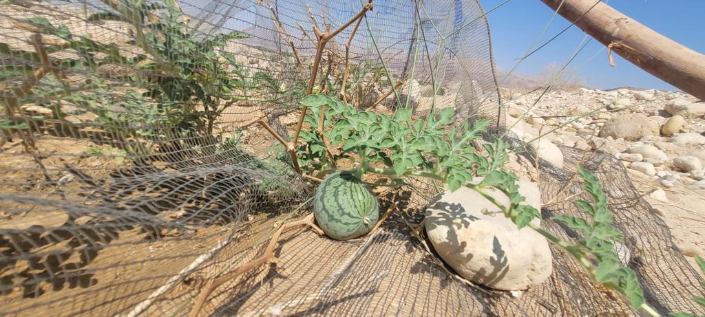 Madar Al-Saa Images 0.8129463042273721