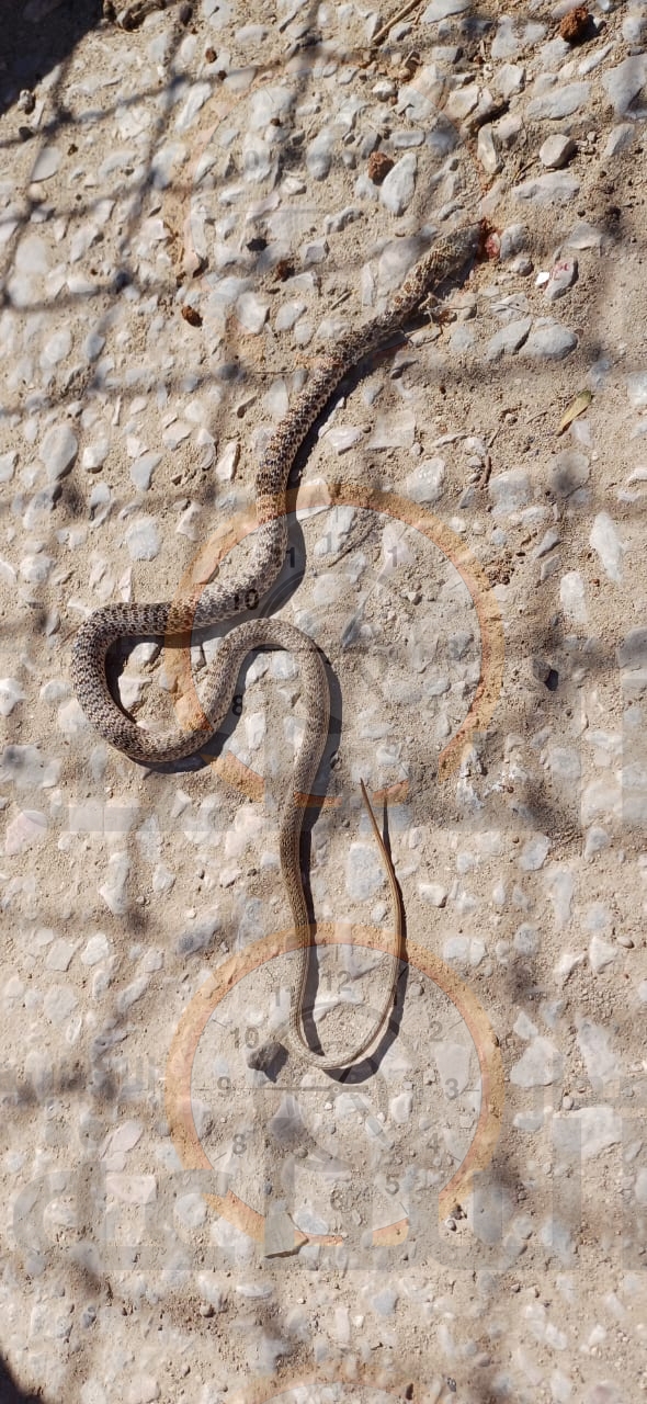 Madar Al-Saa Images 0.0883431482403716