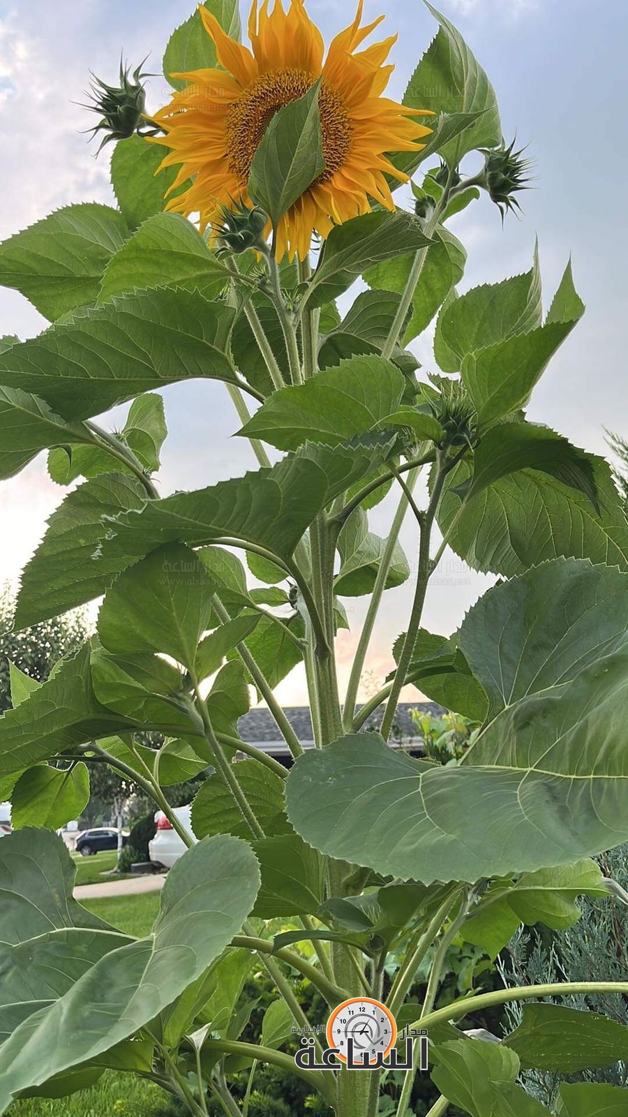 Madar Al-Saa Images 0.3093781187849265