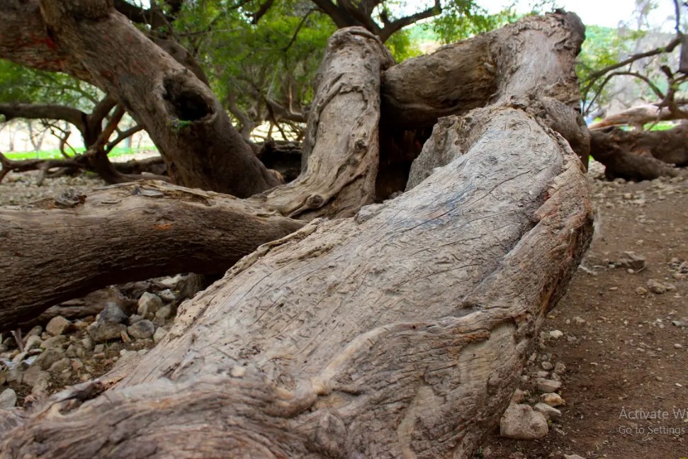 Madar Al-Saa Images 0.8360416648431024