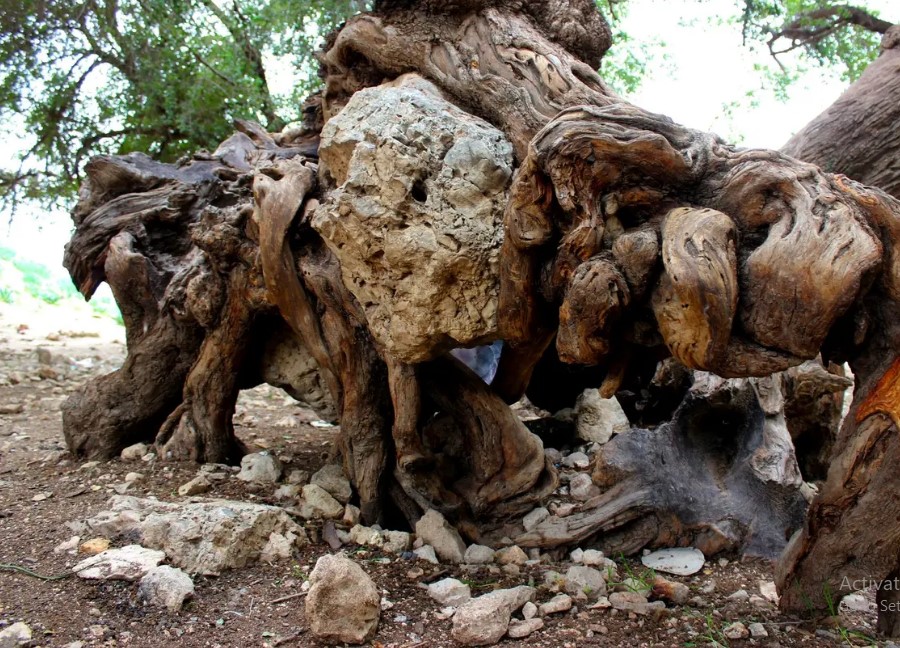 Madar Al-Saa Images 0.6617217216639704