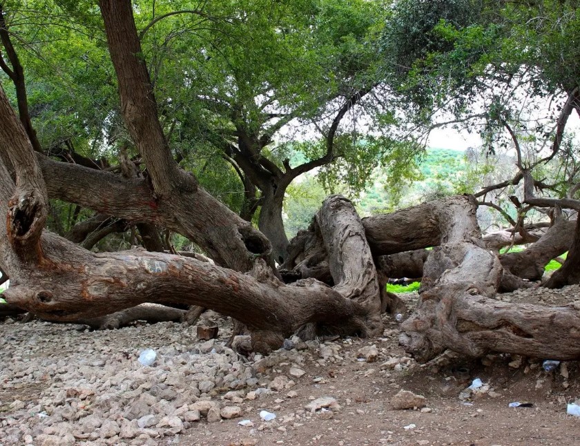 Madar Al-Saa Images 0.451745039212059