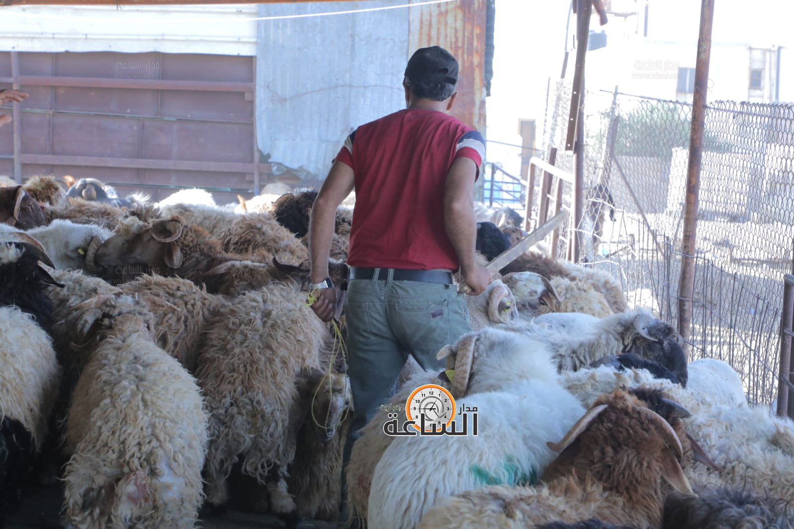 Madar Al-Saa Images 0.4297223630188125