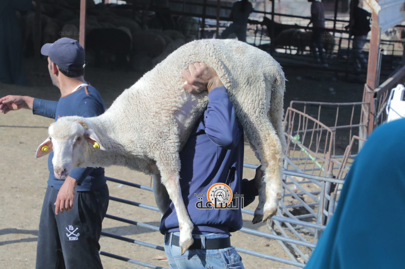 الاضاحي الأردن