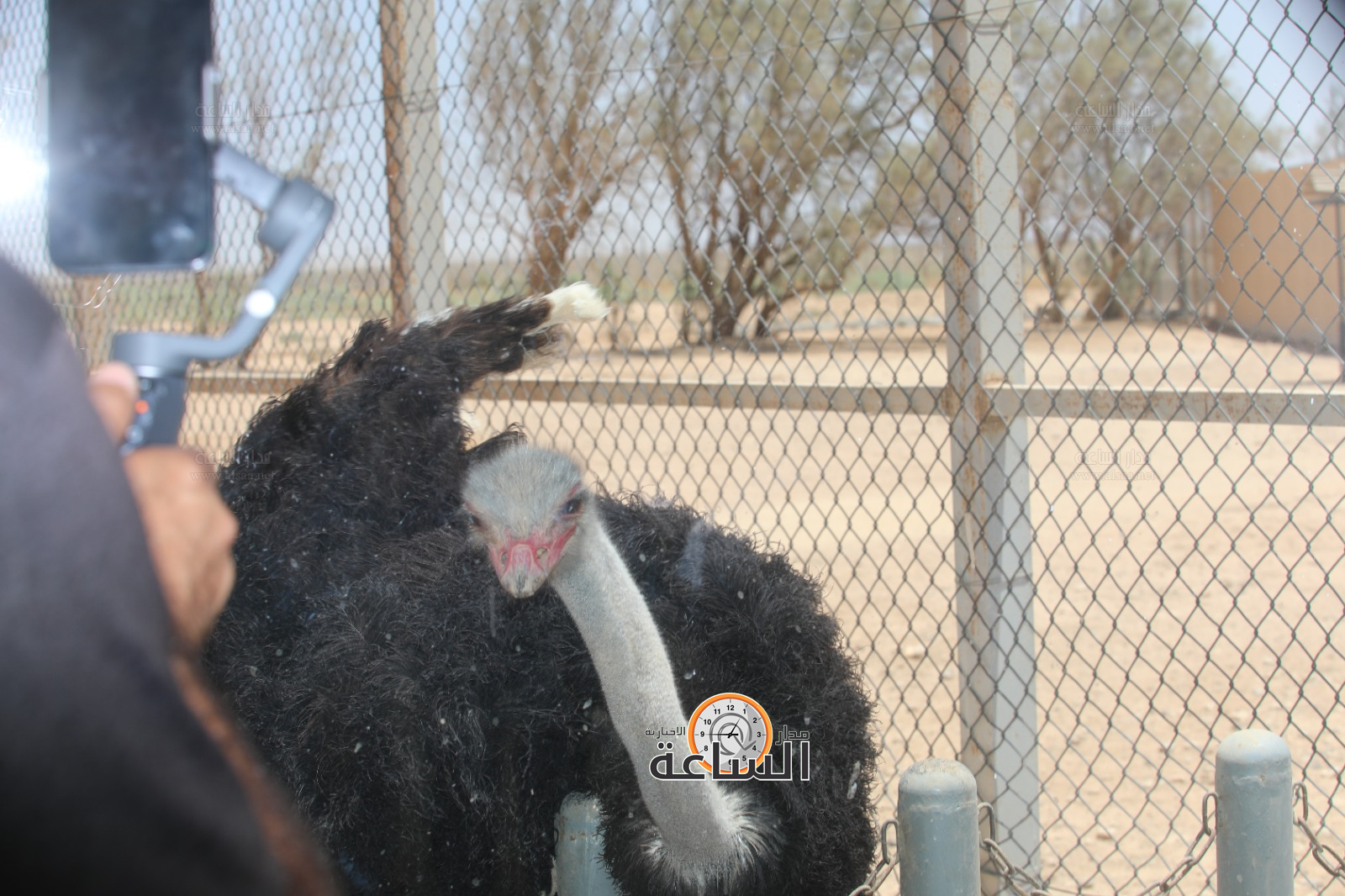 Madar Al-Saa Images 0.6417674198215881