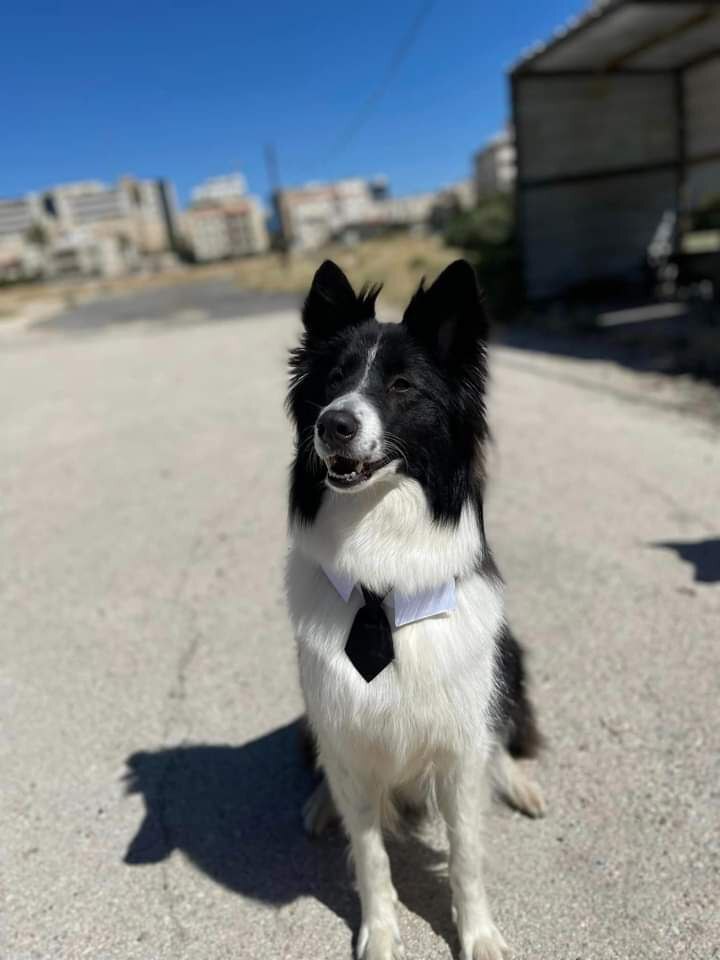 Madar Al-Saa Images 0.23216057676644142