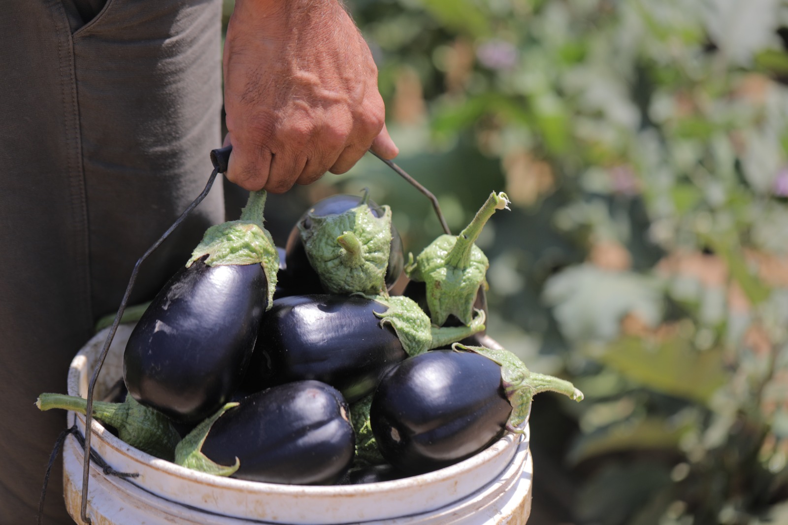 Madar Al-Saa Images 0.5310761139283511