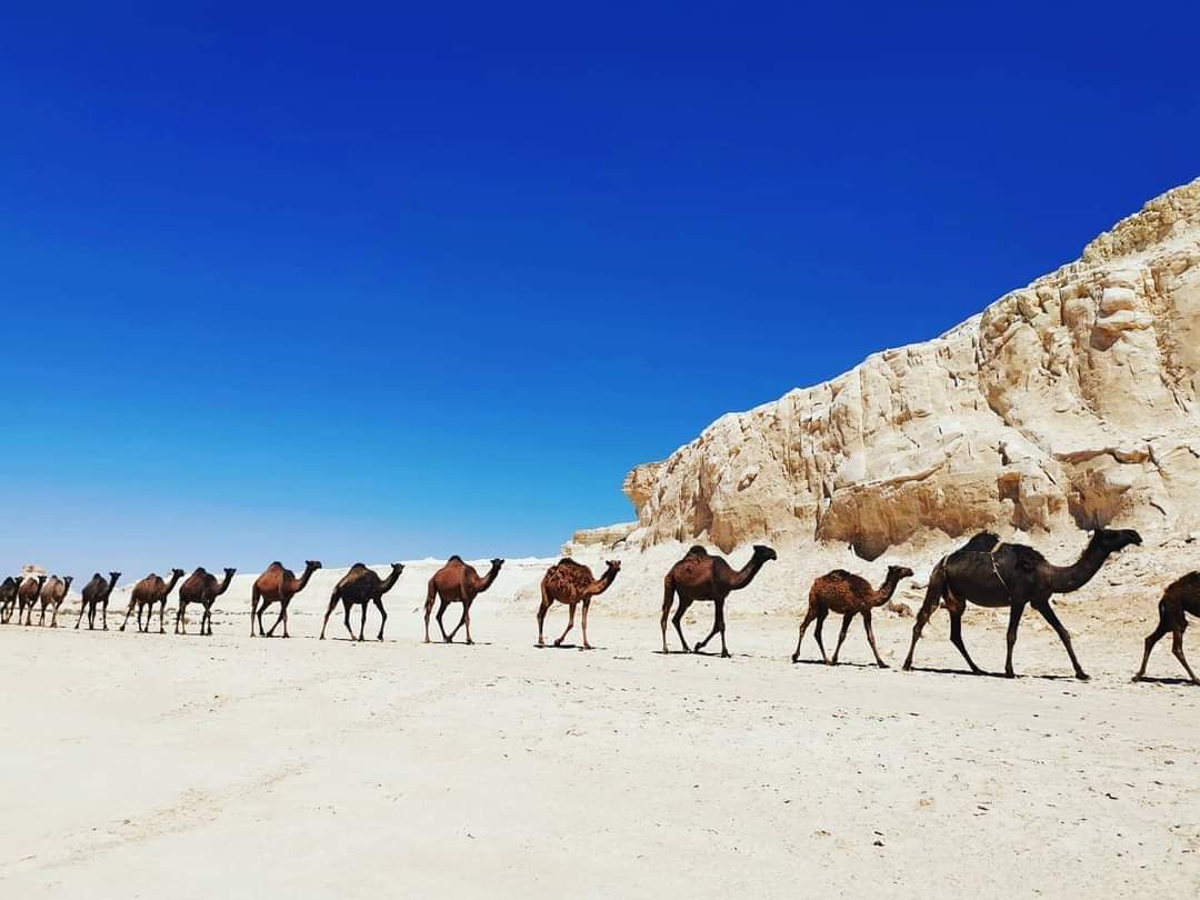 Madar Al-Saa Images 0.3423307782382523