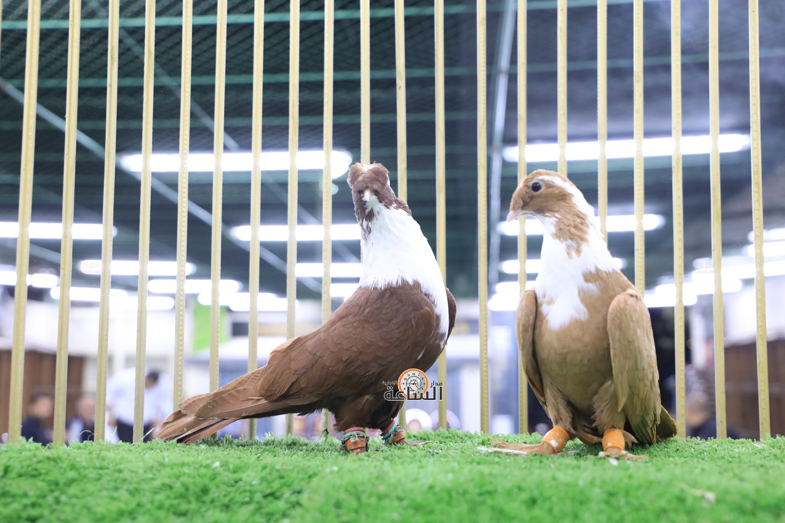 Madar Al-Saa Images 0.06671840291094511