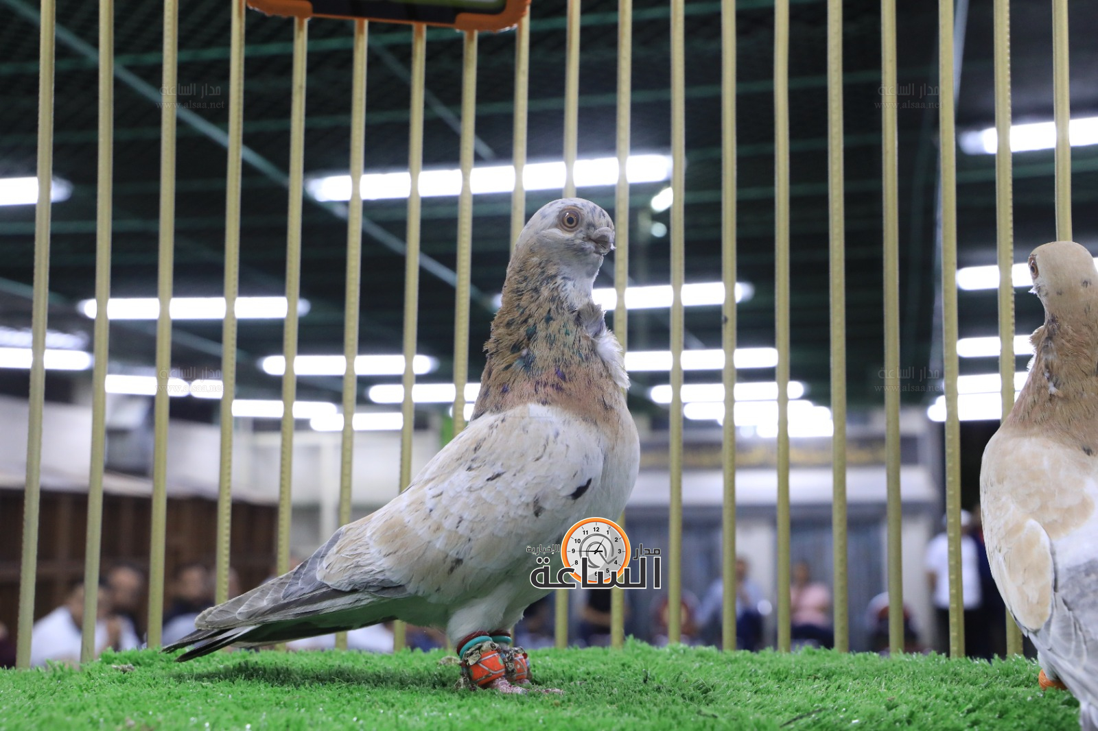 Madar Al-Saa Images 0.33484287050610595