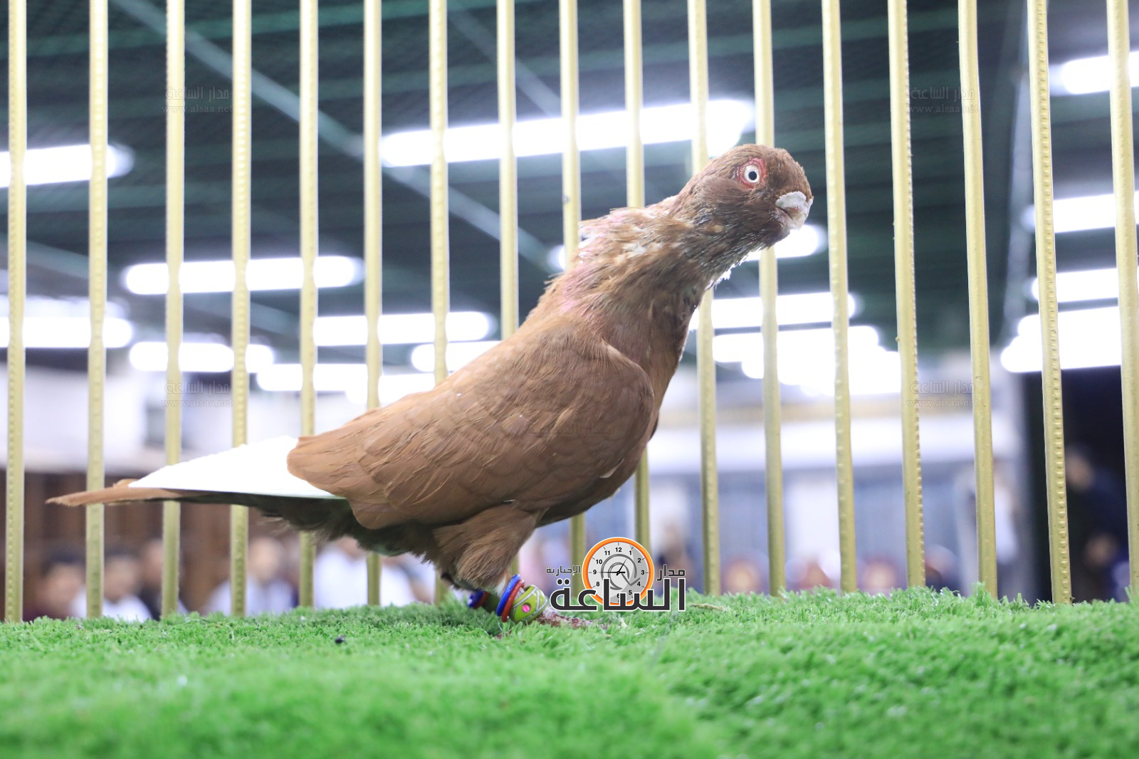 Madar Al-Saa Images 0.8653920225310159