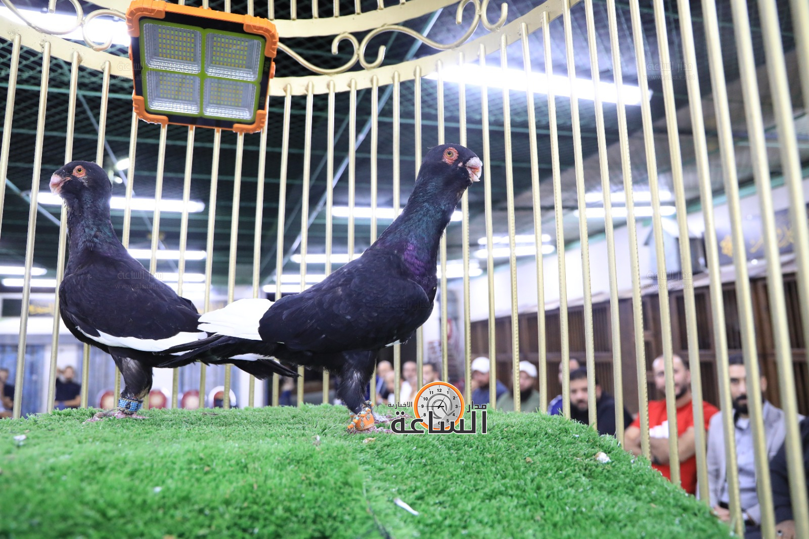 Madar Al-Saa Images 0.5028660077376723