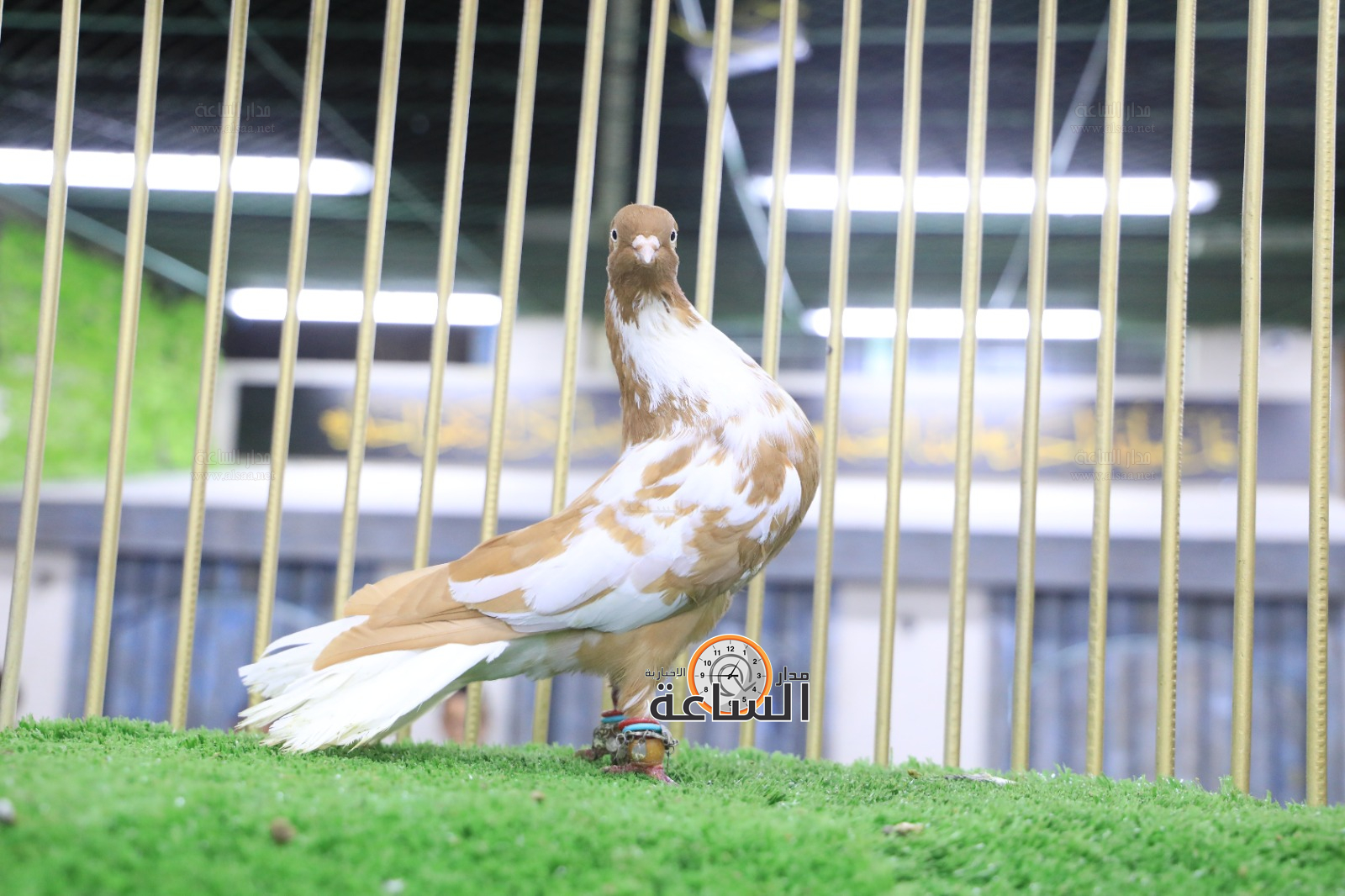 Madar Al-Saa Images 0.842811960457412