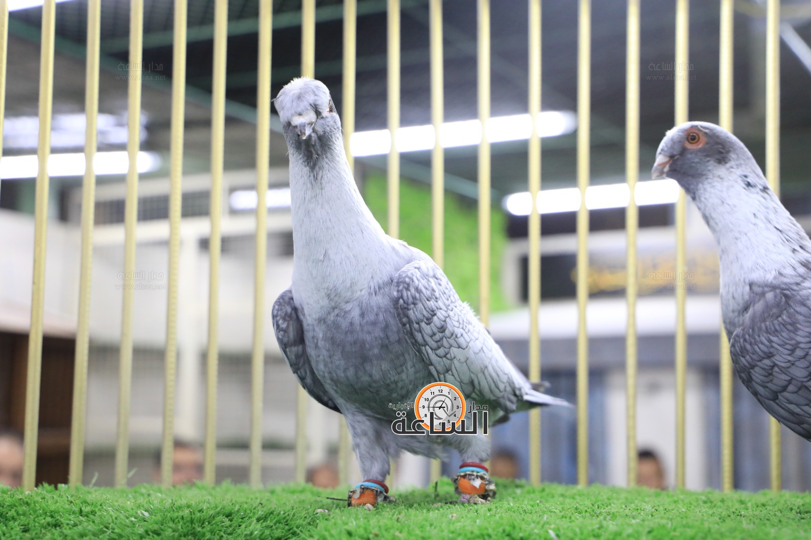 Madar Al-Saa Images 0.07389541071105676