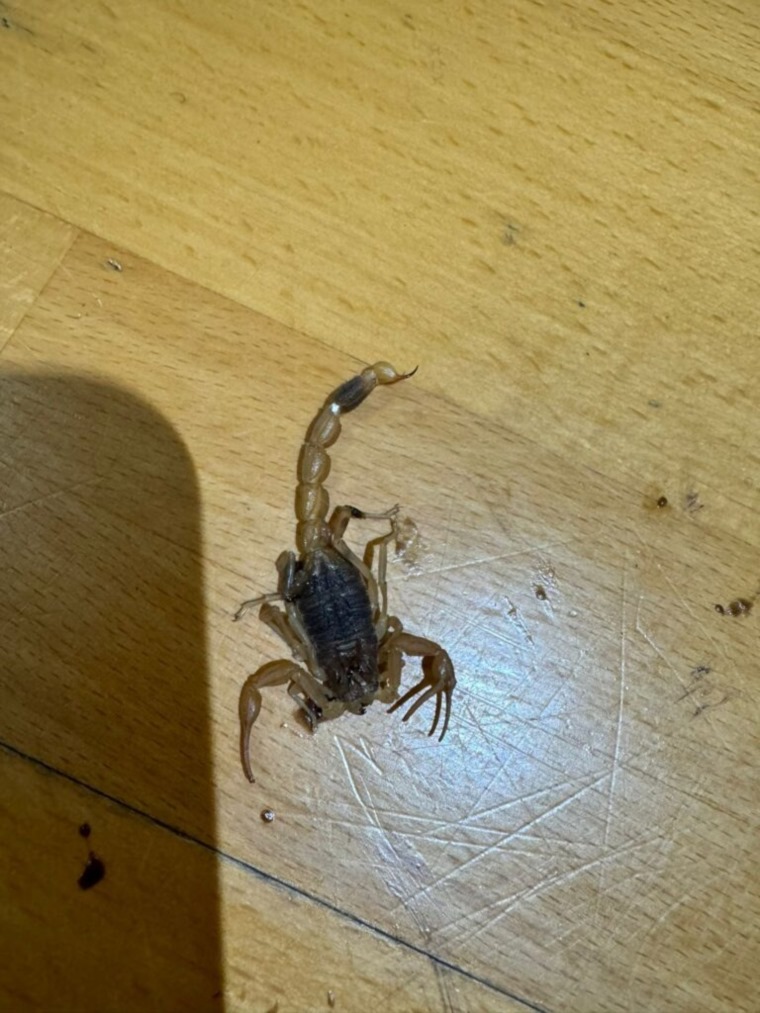 Madar Al-Saa Images 0.8568811072037752