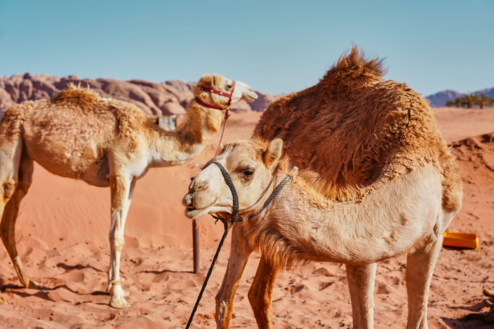 Madar Al-Saa Images 0.20356349667257045