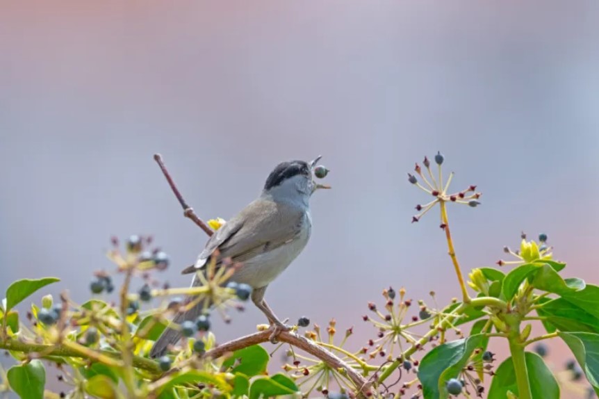 Madar Al-Saa Images 0.9017129823709618