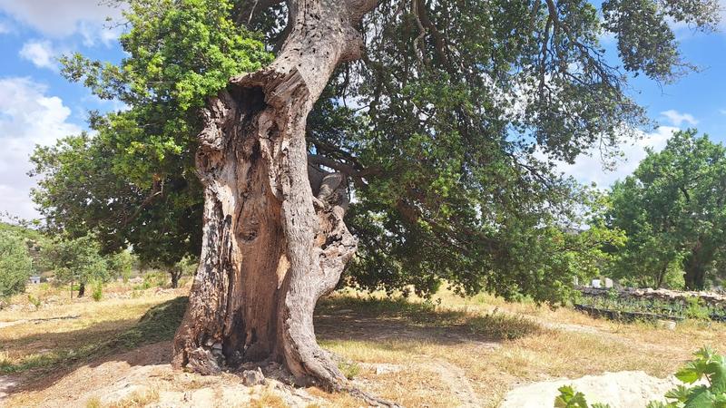 Madar Al-Saa Images 0.9248899319748602