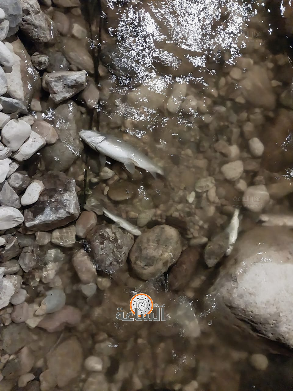 Madar Al-Saa Images 0.16652712506541278