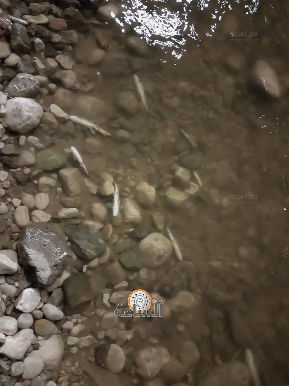 Madar Al-Saa Images 0.8406956504674484