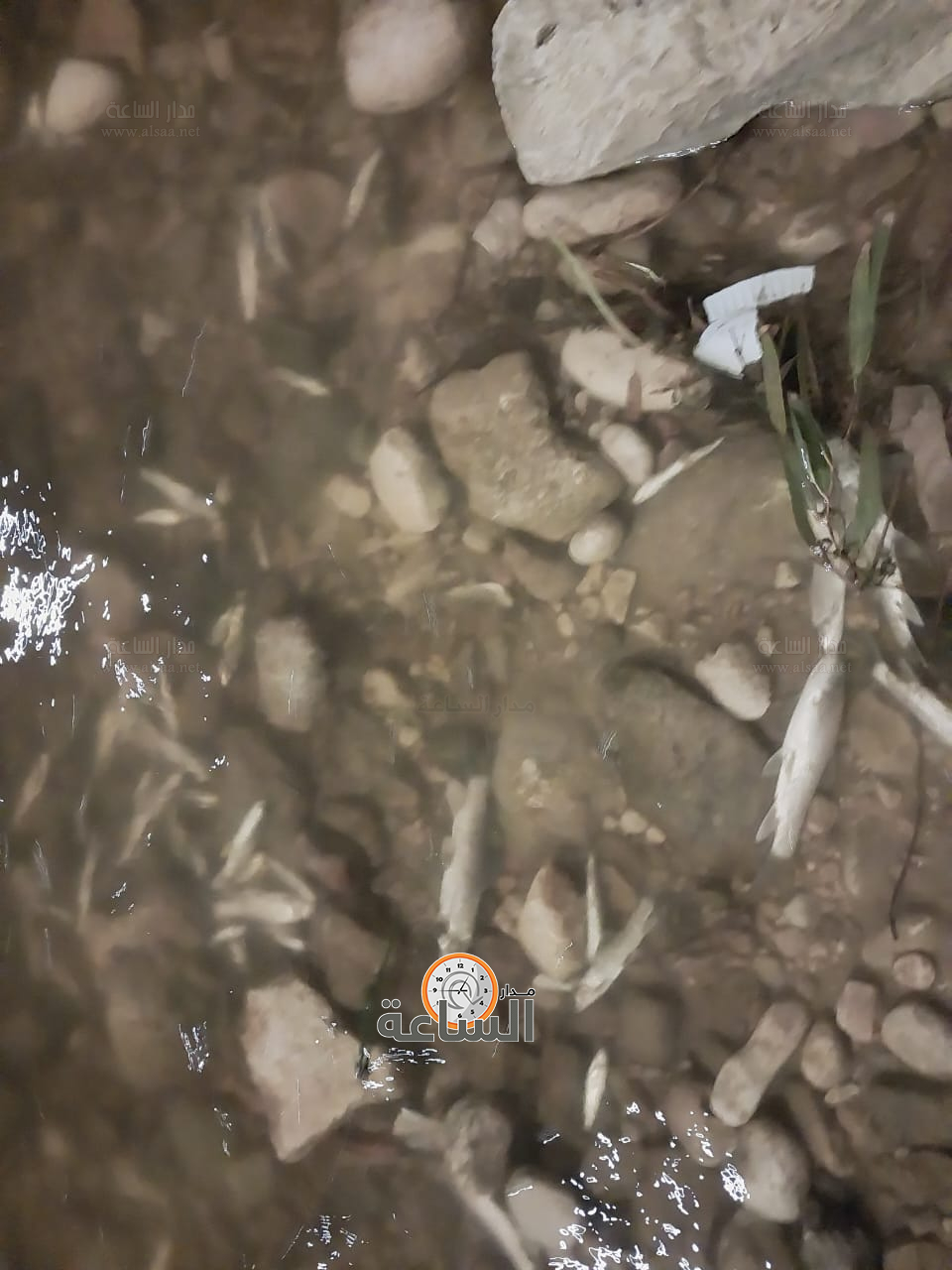 Madar Al-Saa Images 0.011577178734277216