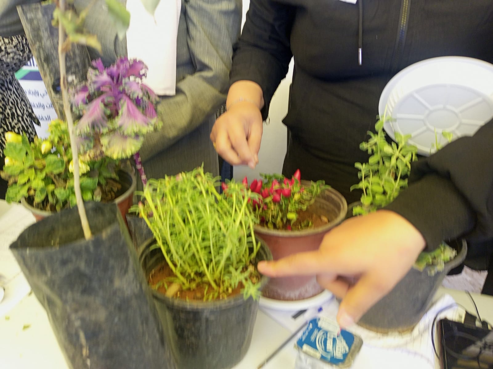 Madar Al-Saa Images 0.9849162665873392