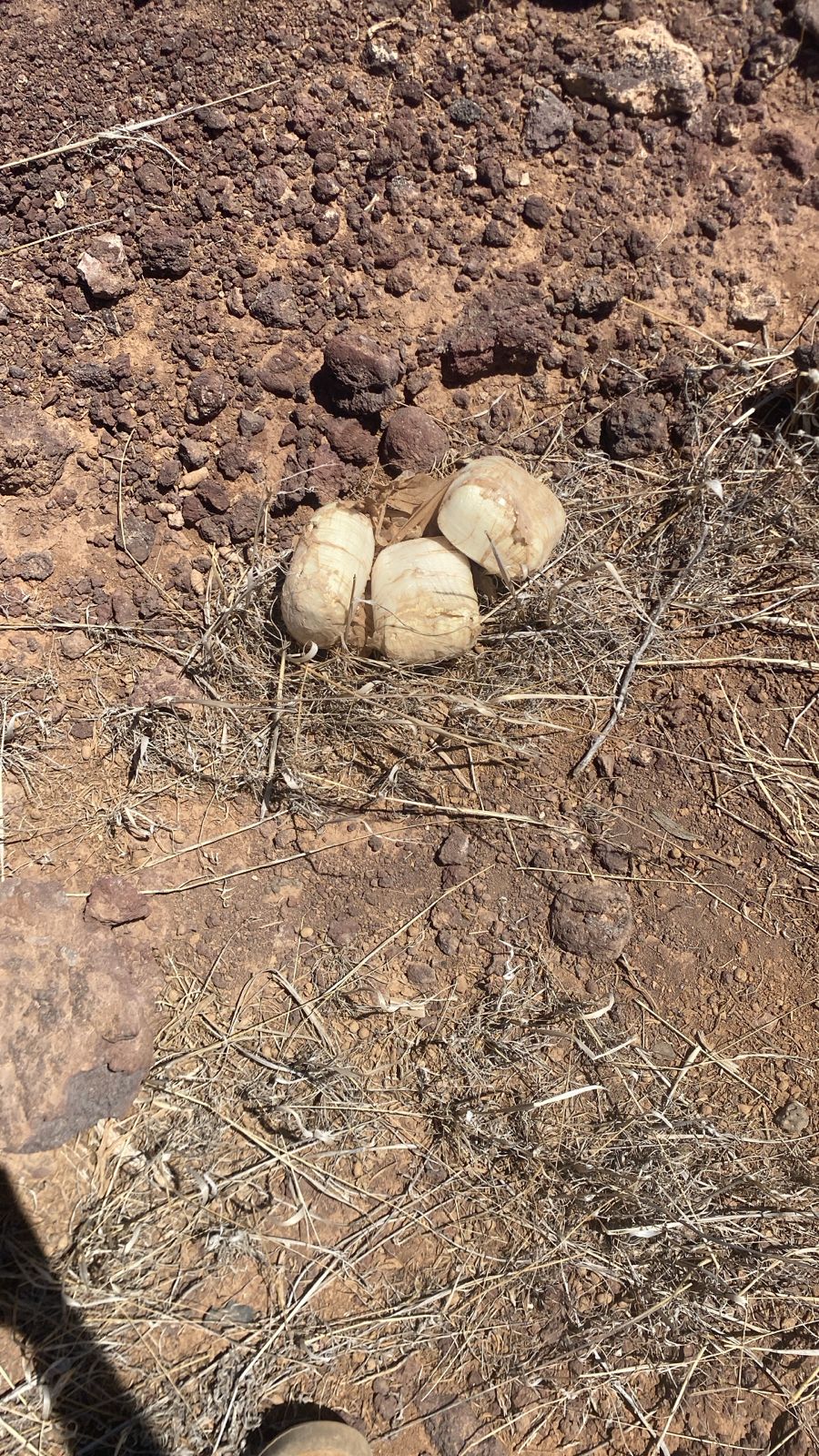 Madar Al-Saa Images 0.44983278246917424