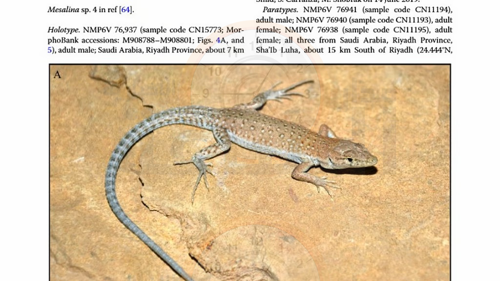 Madar Al-Saa Images 0.7545716428423447