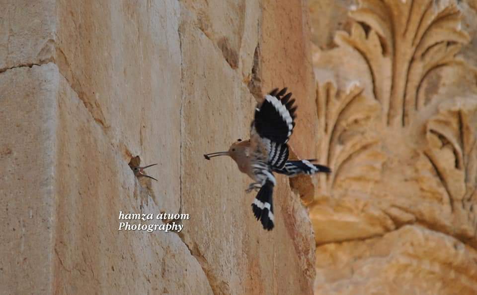 Madar Al-Saa Images 0.3796823045075821