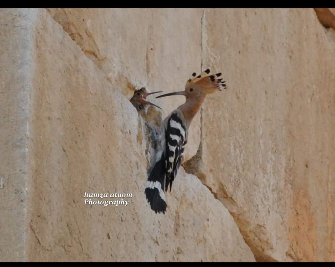 Madar Al-Saa Images 0.8164469044048817