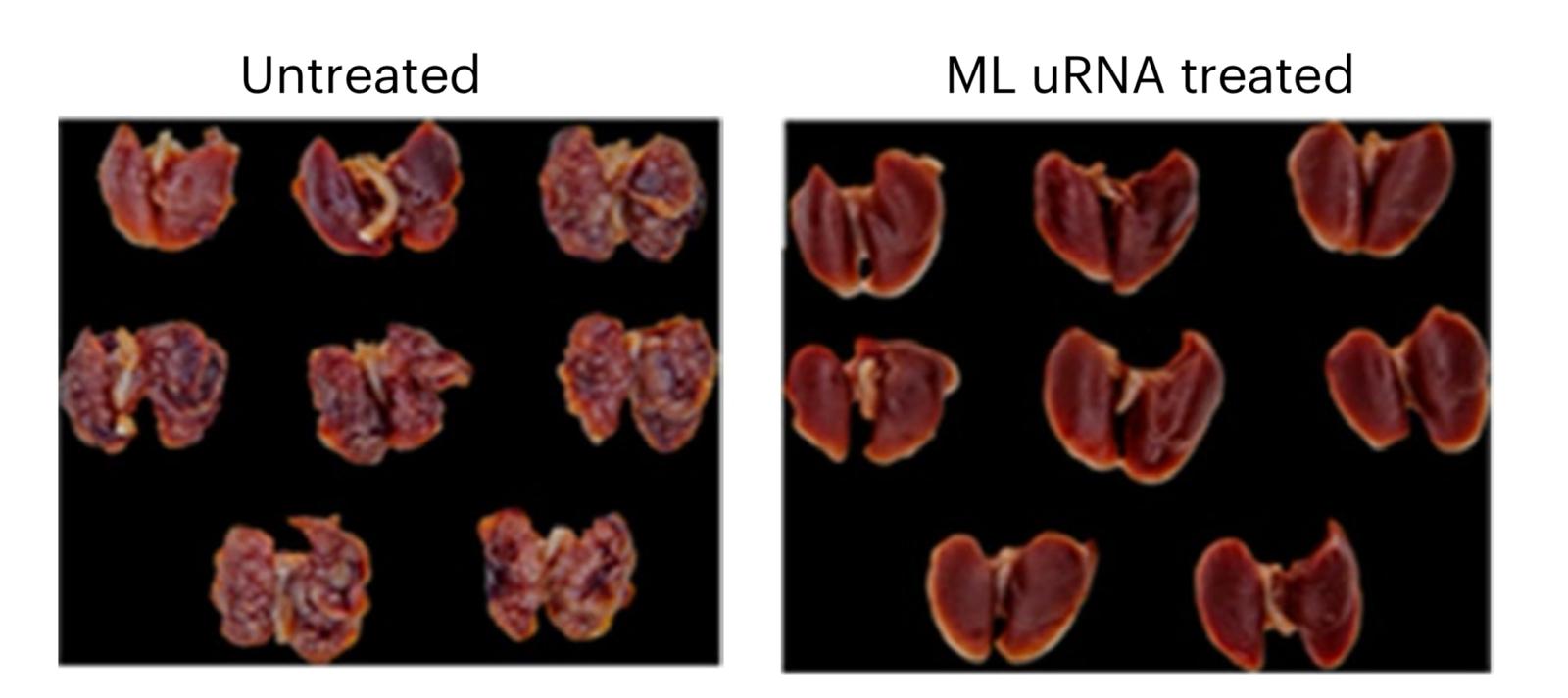 Madar Al-Saa Images 0.31199538734247845
