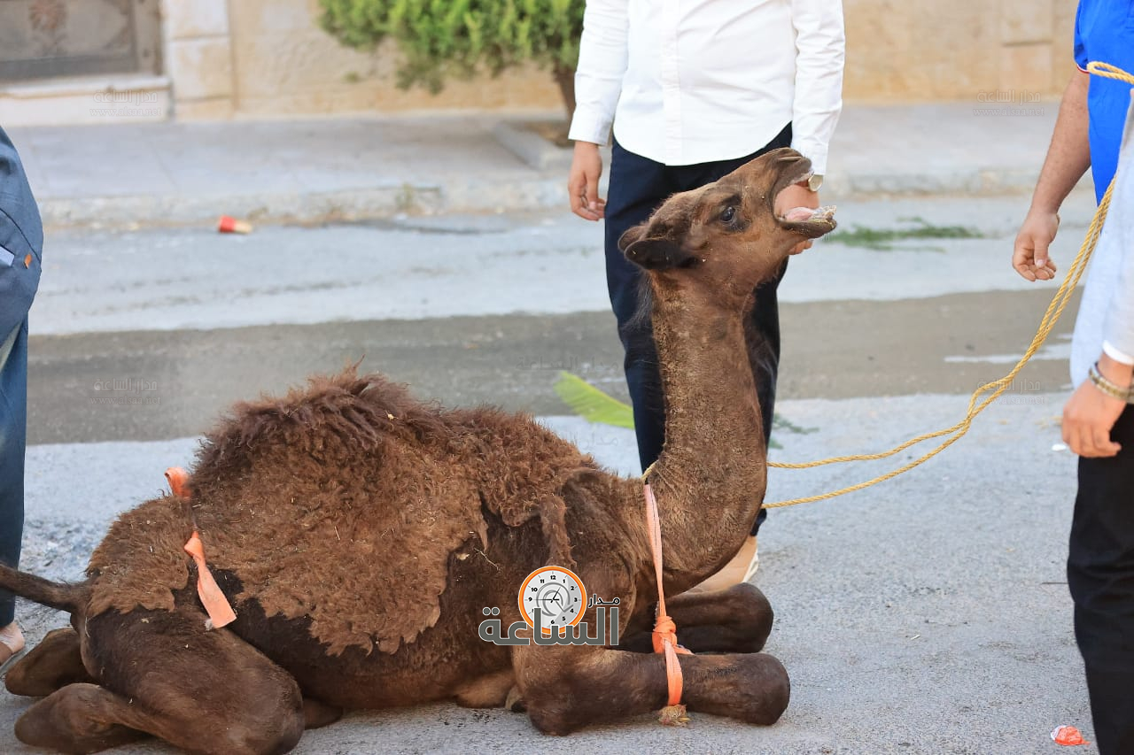 Madar Al-Saa Images 0.7127418512826027