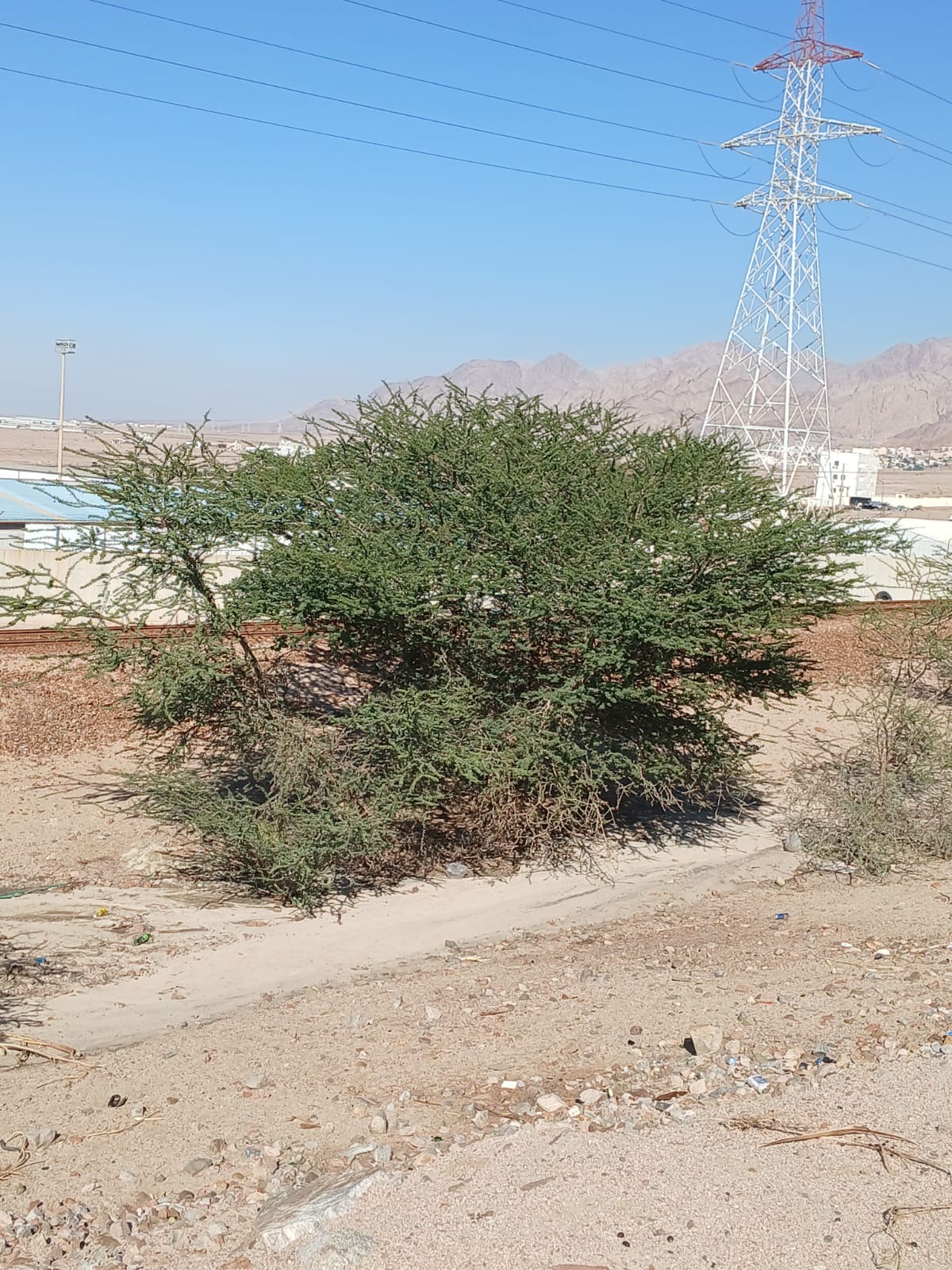 Madar Al-Saa Images 0.8617024761143721