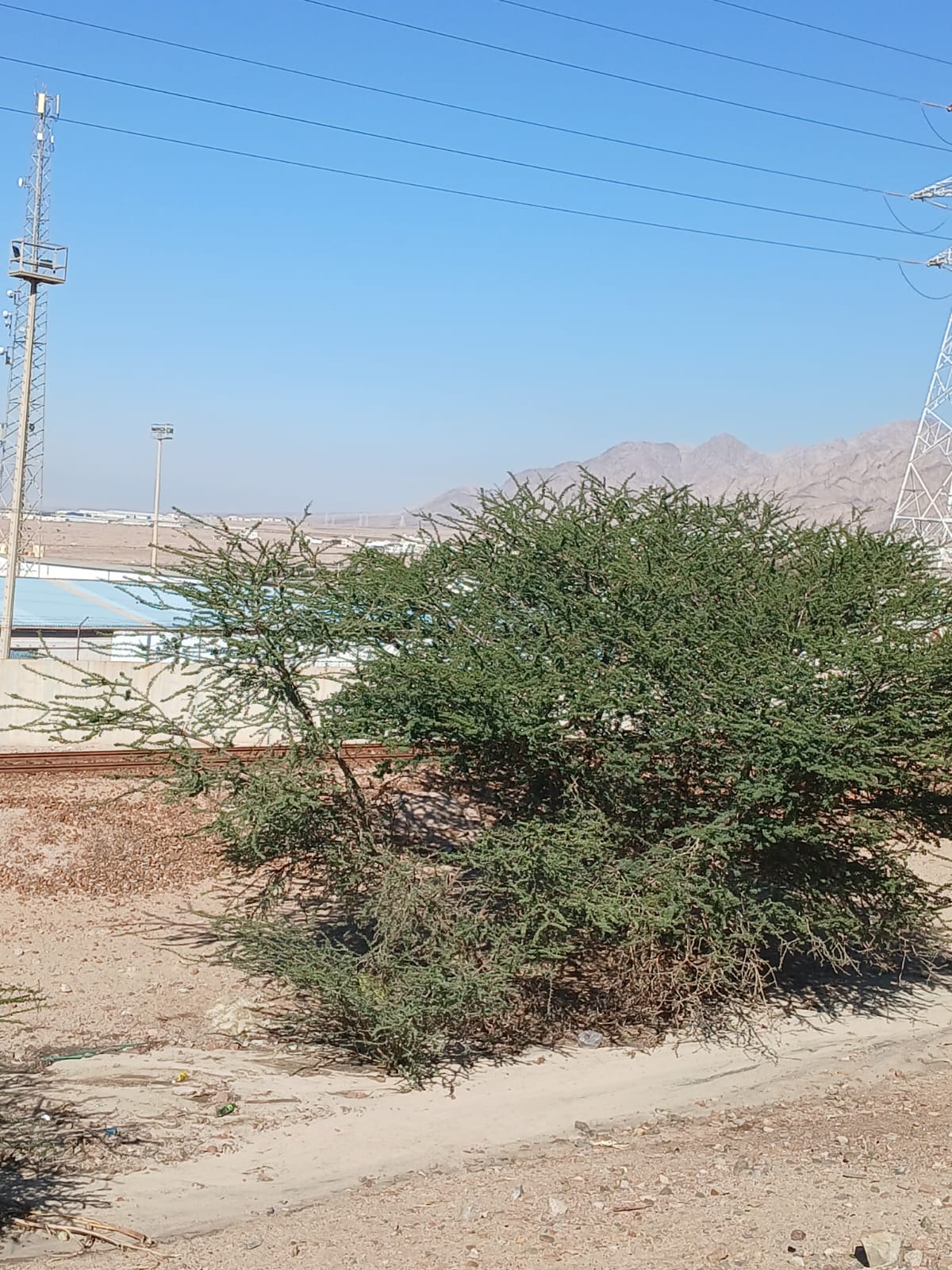 Madar Al-Saa Images 0.9855921121565568