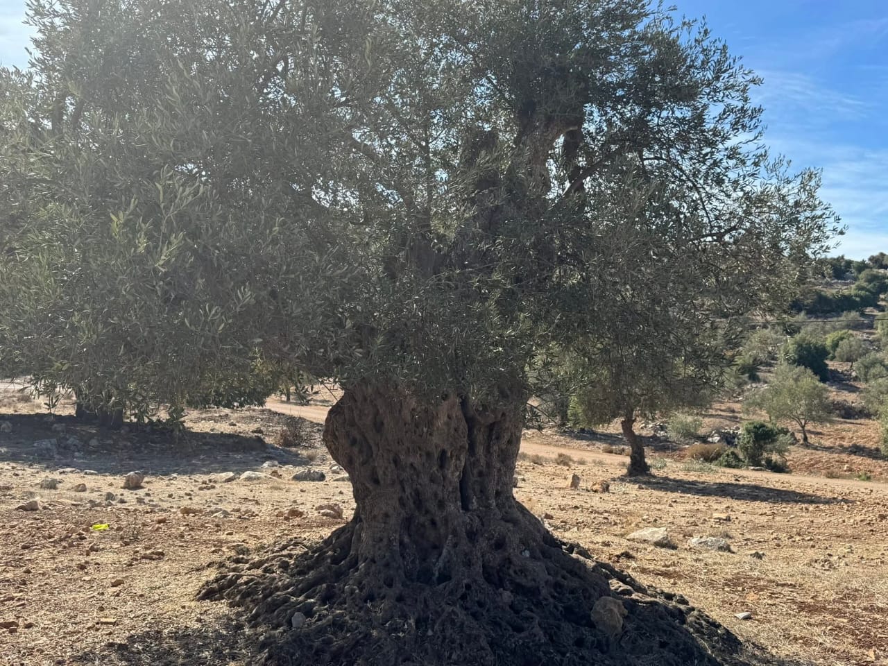 Madar Al-Saa Images 0.29011536328894394