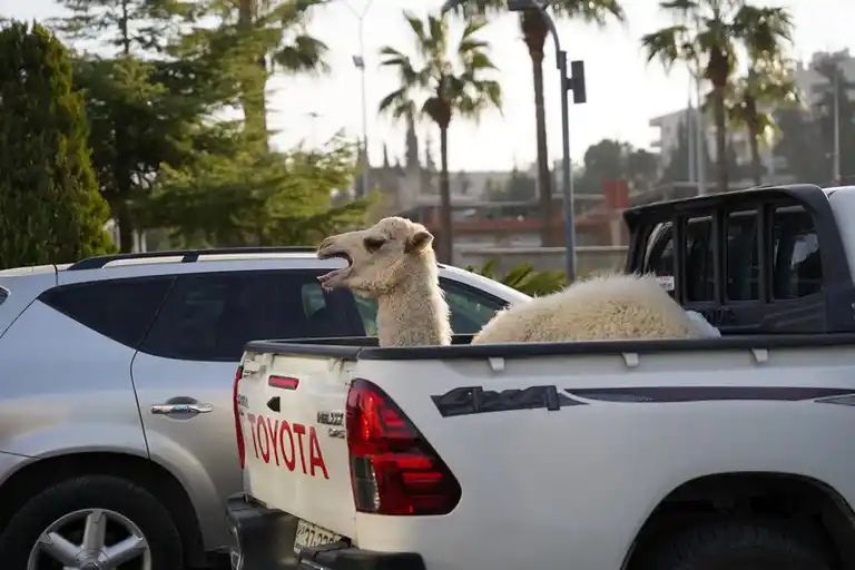 Madar Al-Saa Images 0.2102878552607893