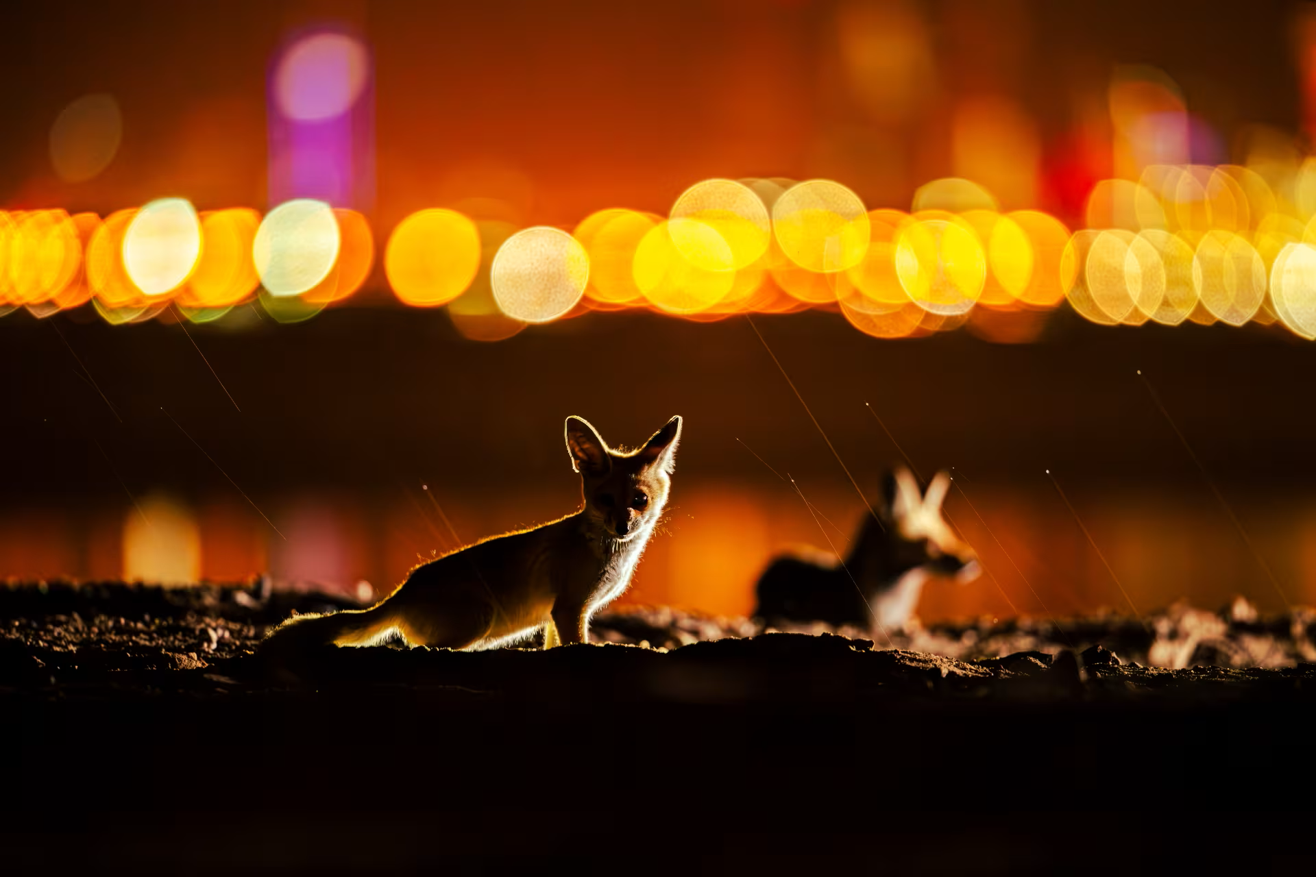 Madar Al-Saa Images 0.7918802190895567