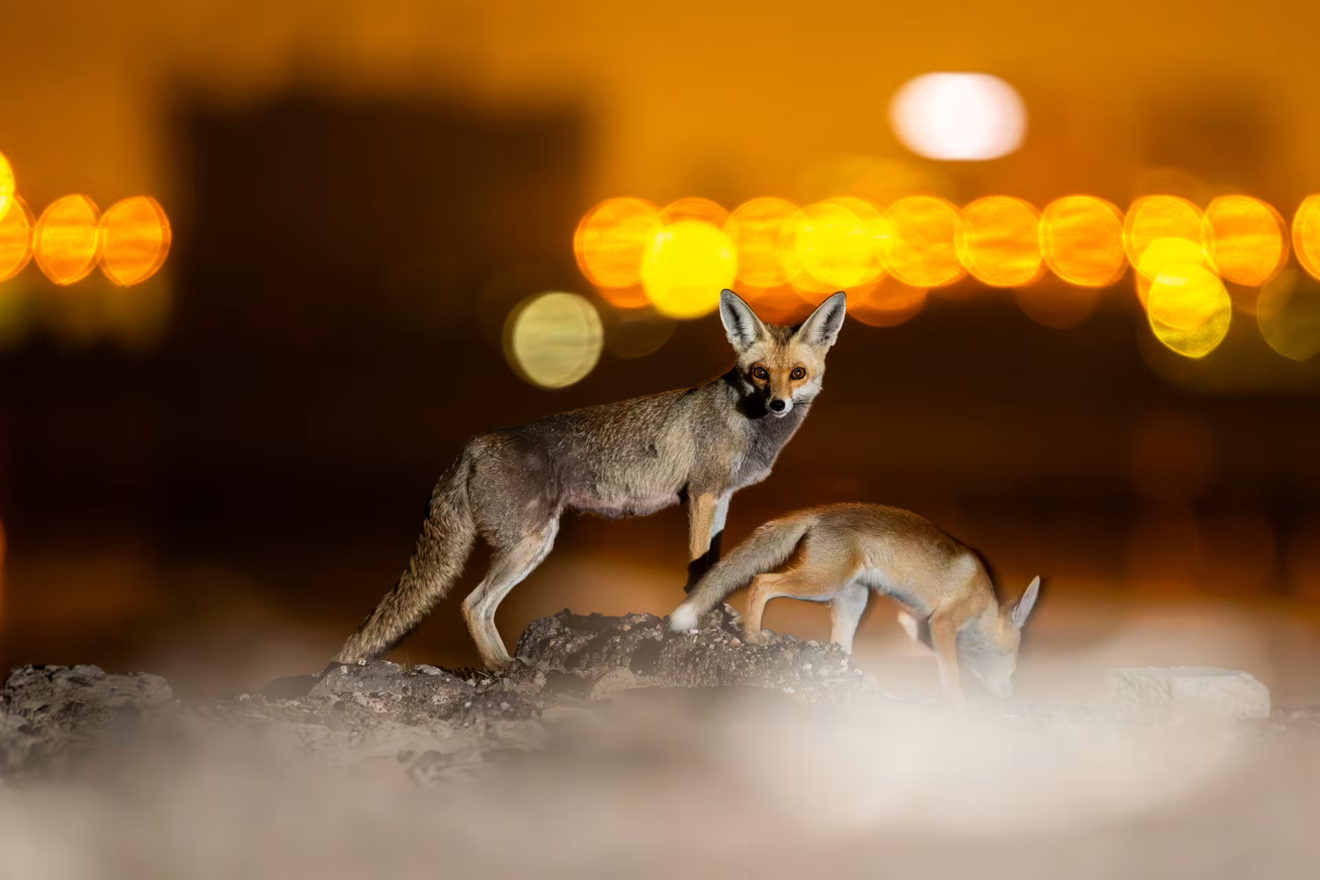 Madar Al-Saa Images 0.5797025916964211