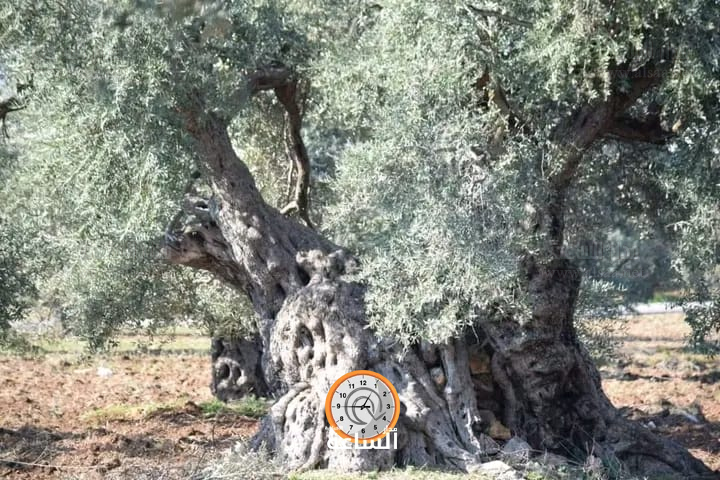 Madar Al-Saa Images 0.09800293648730507